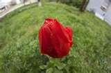 images of Fisheye Lens Nell