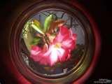 photos of Fisheye Lens Test