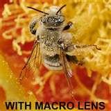 images of Nikon L120 Fisheye Lens