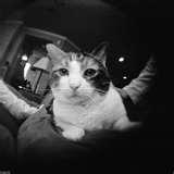 Fisheye Lens Film images