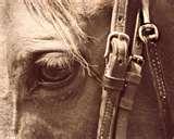 Fisheye Lens Structure photos