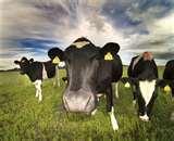 pictures of Nikon Fisheye Lens Price