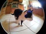 pictures of Fisheye Lens Samsung