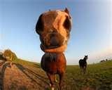 pictures of Fisheye Lens What To Look For