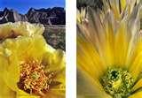 Wide Angle Lens With Macro Extension images