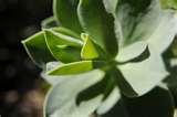 Wide Angle Lens With Macro Extension