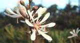 Wide Angle Lens With Macro Extension pictures