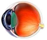 Wide Angle Lens Human Eye