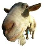 Wide Angle Lens G1 Lumix pictures