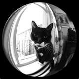 pictures of Fisheye Lens 500d