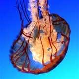 images of Biggest Fisheye Lens