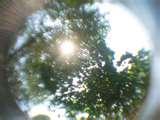 Fisheye Lens Trees pictures