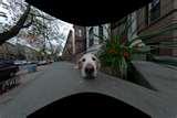 pictures of Fisheye Lens Image Correction