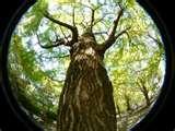 pictures of Fisheye Lens By Raynox