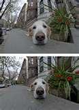 pictures of Fisheye Lens Before-after