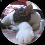 pictures of Fisheye Lens Effect Online