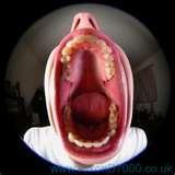 photos of Fisheye Lenses Uk