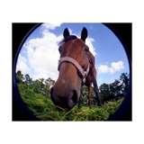 Fisheye Lens Barrel-distortion