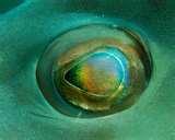 Fisheye Lens You Need images