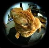 images of Fisheye Lens Budget