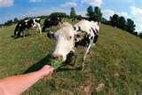 Fisheye Lens World photos