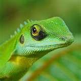 Fisheye Lens Lumix Fz50 pictures