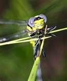 Wide Angle Lens Olympus E 500 images