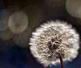 pictures of Wide Angle Lens Full Frame