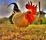 Wide Angle Lens Melbourne