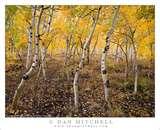 pictures of Wide Angle Lenses Myths