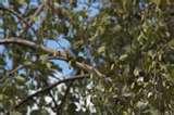 Telephoto Lens Samples pictures