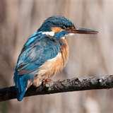 images of Telephoto Lens Tips