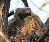 Telephoto Lens A100 images