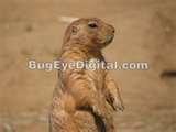 Telephoto Lenses Cvs pictures