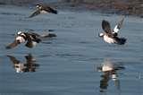 images of Telephoto Lens Birds In Flight