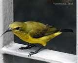 pictures of Canon Telephoto Lens 70-200mm