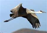 Telephoto Lens Birds In Flight photos