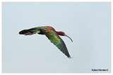photos of Telephoto Lens Birds In Flight