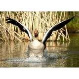 Telephoto Lenses Nature pictures