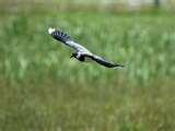 pictures of Telephoto Lens Birds In Flight