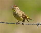 photos of Telephoto Lens Basics