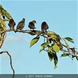 pictures of Vivitar Telephoto Lens 135mm