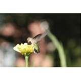 photos of Sony Telephoto Lens Dt 75-300mm