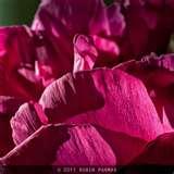 Vivitar Telephoto Lens 135mm