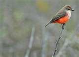 Telephoto Lens 500d photos