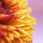 Difference Between Telephoto Lens And Macro Lens images