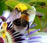 Difference Between Telephoto Lens And Macro Lens pictures