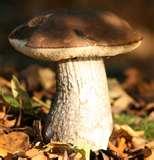 Telephoto Lens Wont Focus pictures