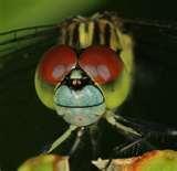 Difference Between Telephoto Lens And Macro Lens photos