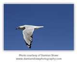 Telephoto Lens Opposite photos
